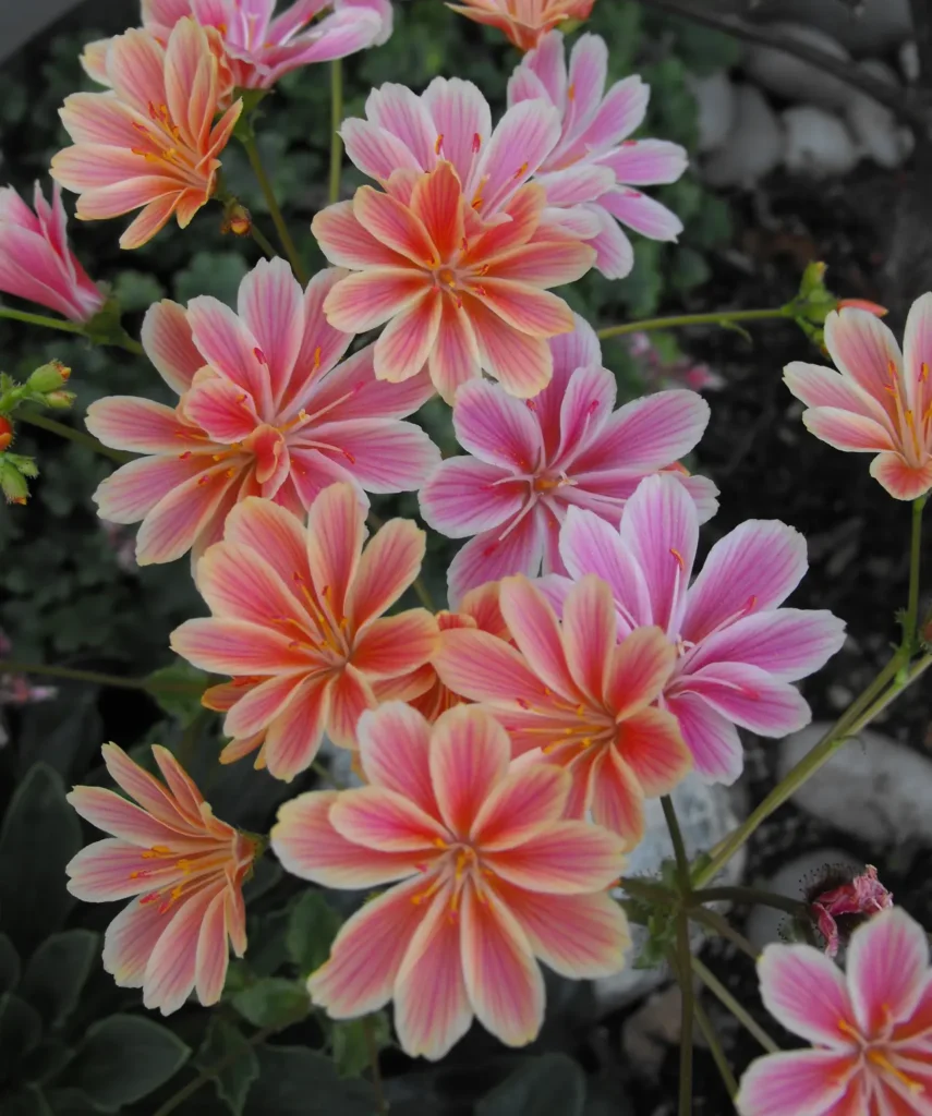 "Lewisia