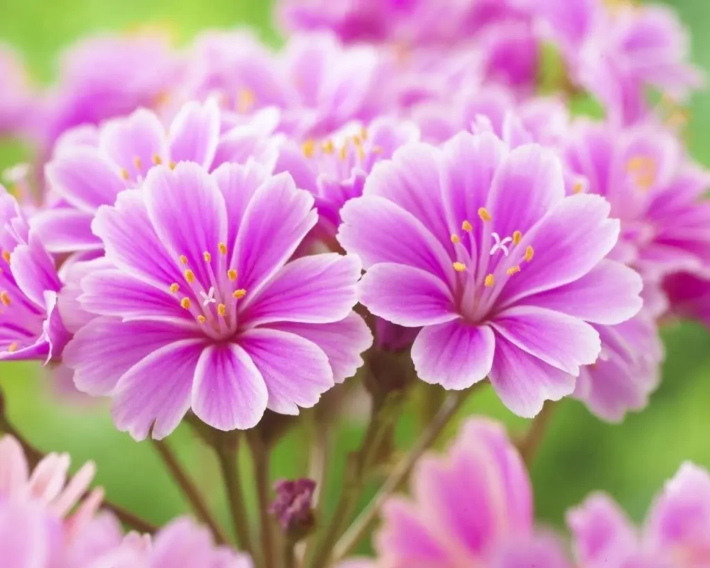 ""Lewisia"