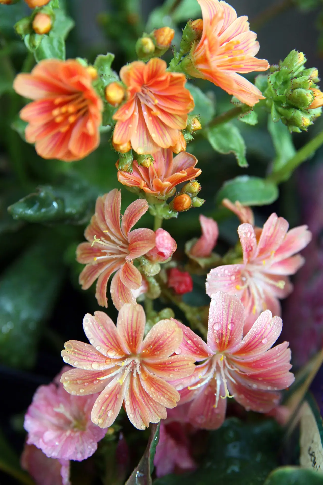 "Lewisia