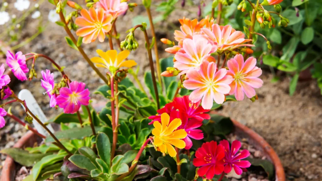 ""Lewisia"