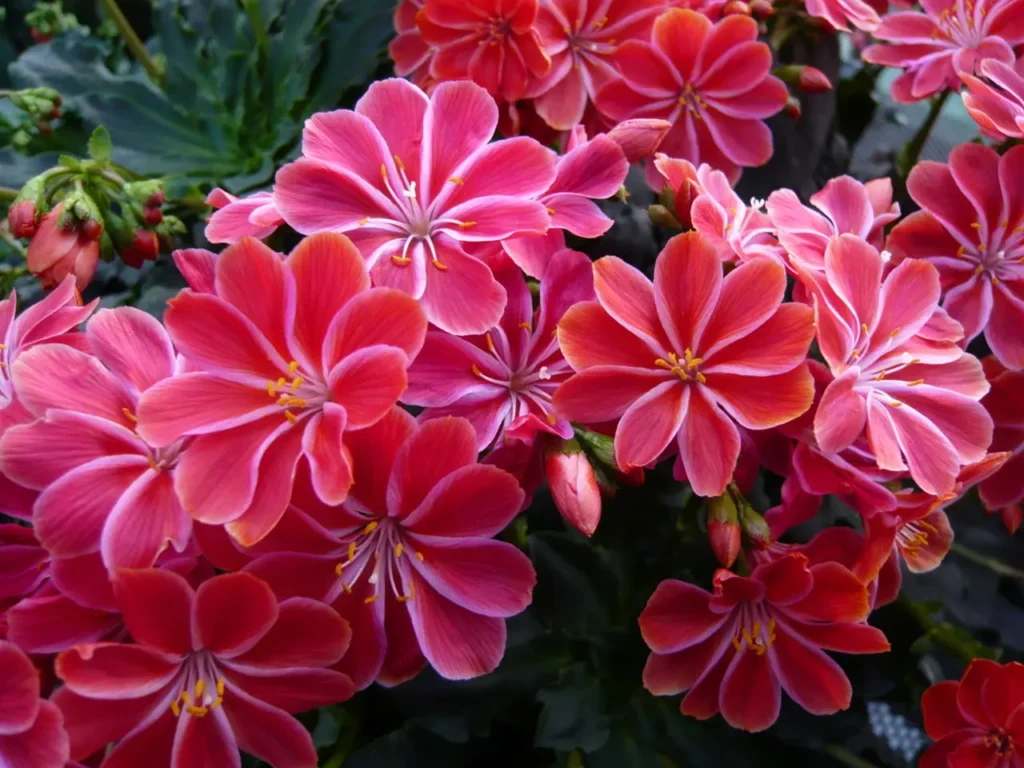 ""Lewisia"