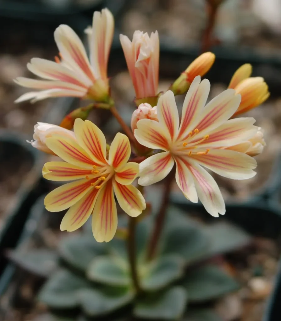 "Lewisia