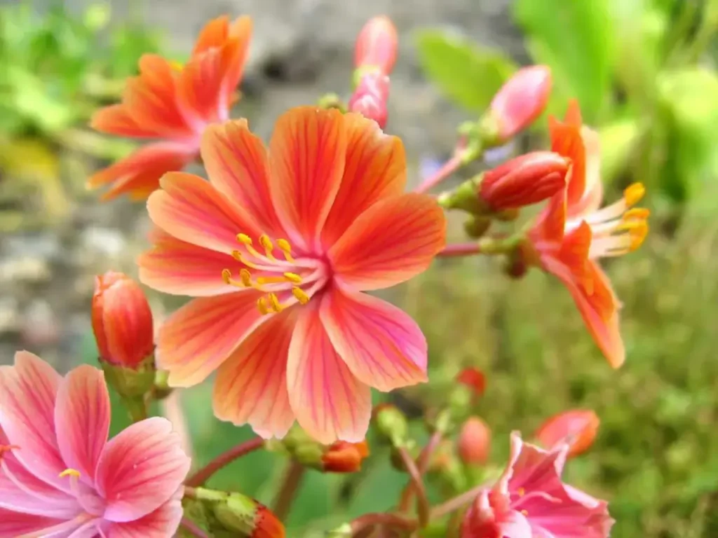 ""Lewisia"