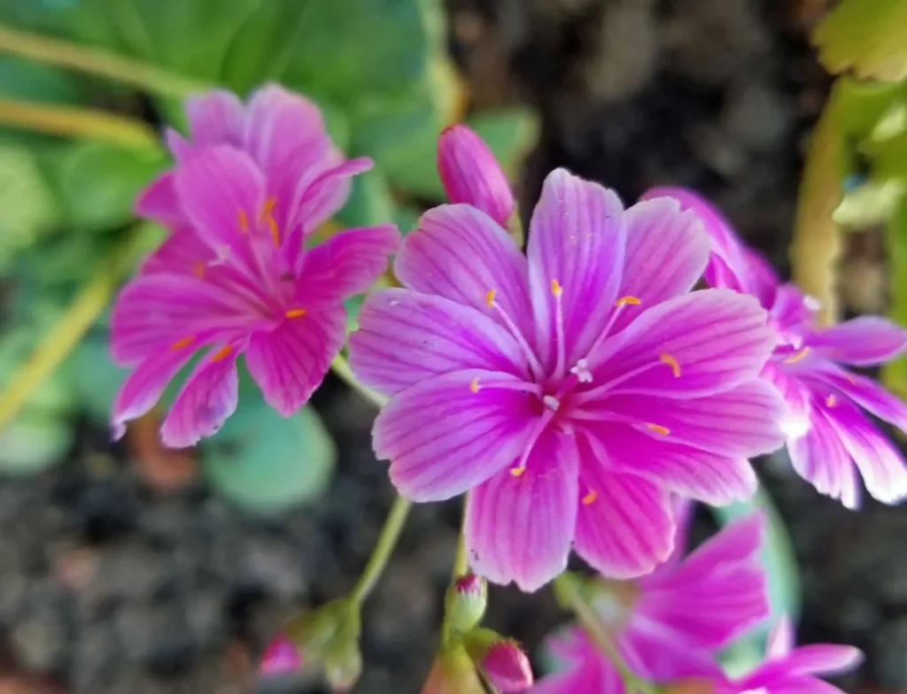 ""Lewisia"