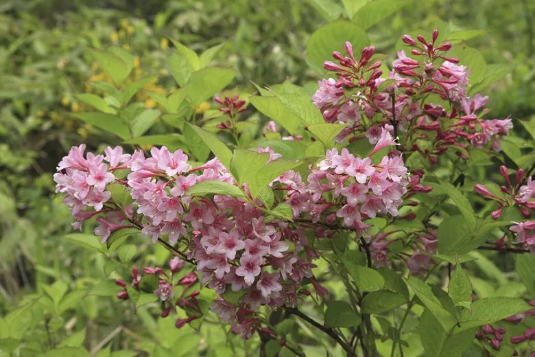 ""Weigela"