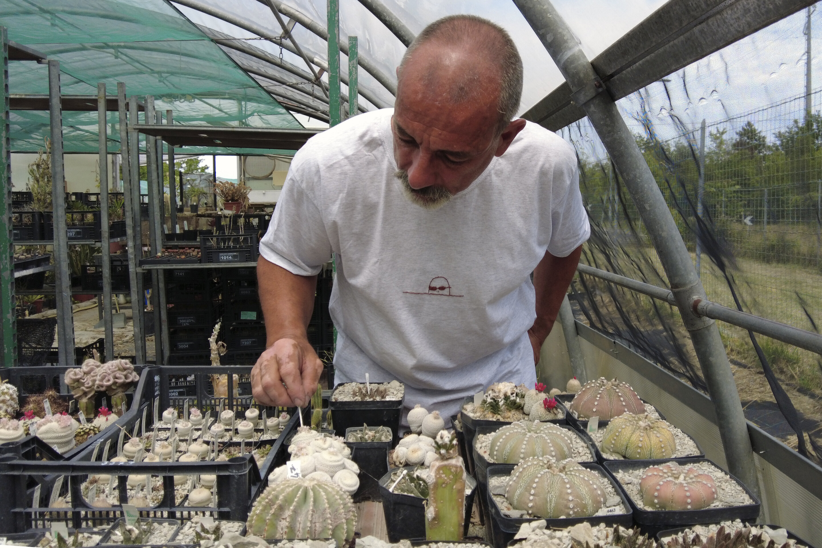 Rare poached cacti found in Italy sent home to native Chile