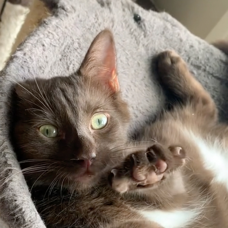 Brown cat named Bear, rescued feral kitten, Quebec, 2