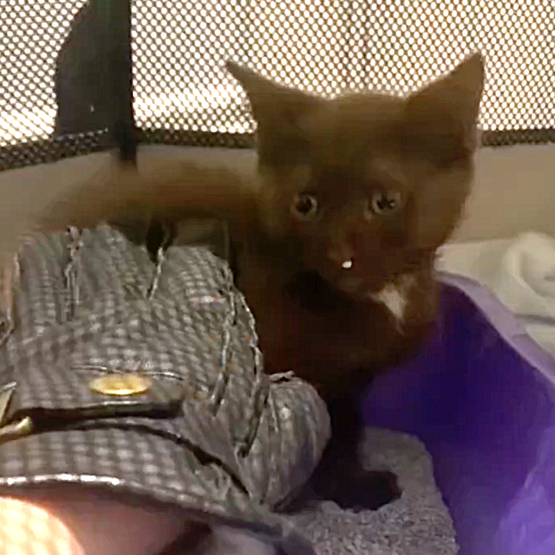 Jules tries to pet Bear with a gloved hand after he bit her during rescue.