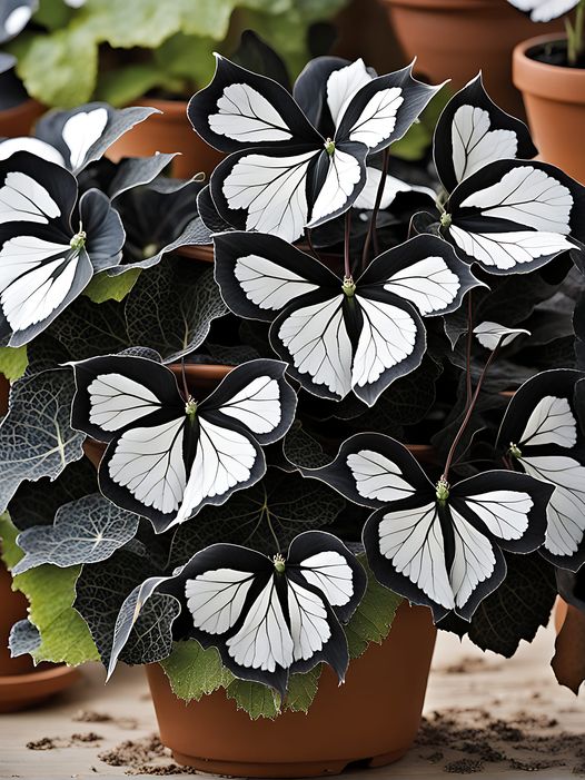 Begonia Moonlight Butterfly with dark blue leaves and sparkling spots