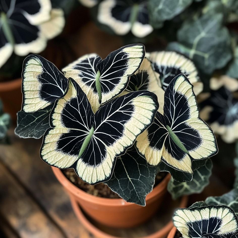 Begonia Moonlight Butterfly with butterfly-shaped dark and cream leaves