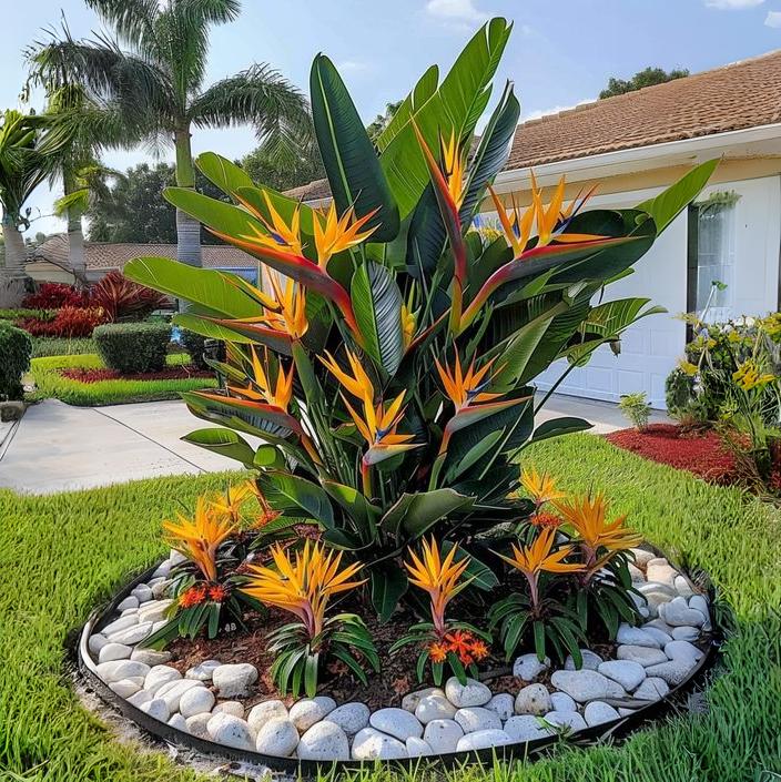 Bird of Paradise 'Tropical Elegance'