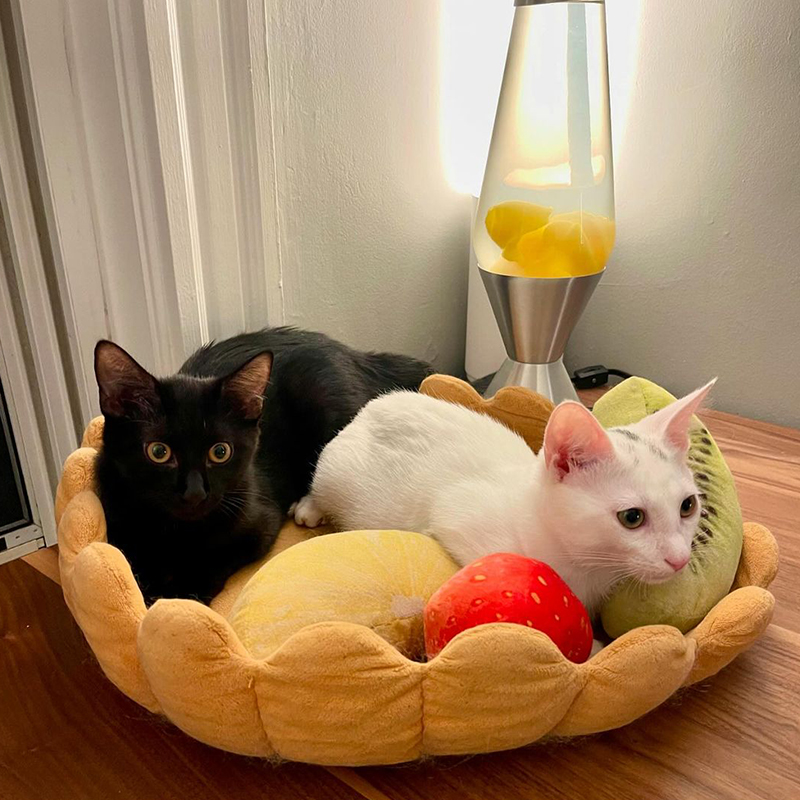 Vanessa Chatterley, black and white kittens, Simon and Wesley, Simon (white) and Wesley (black), Boston, Massachusetts, Author, Adopting pairs, bonded duo, shelter kittens, Adopt two or more, kittens together in cat bed