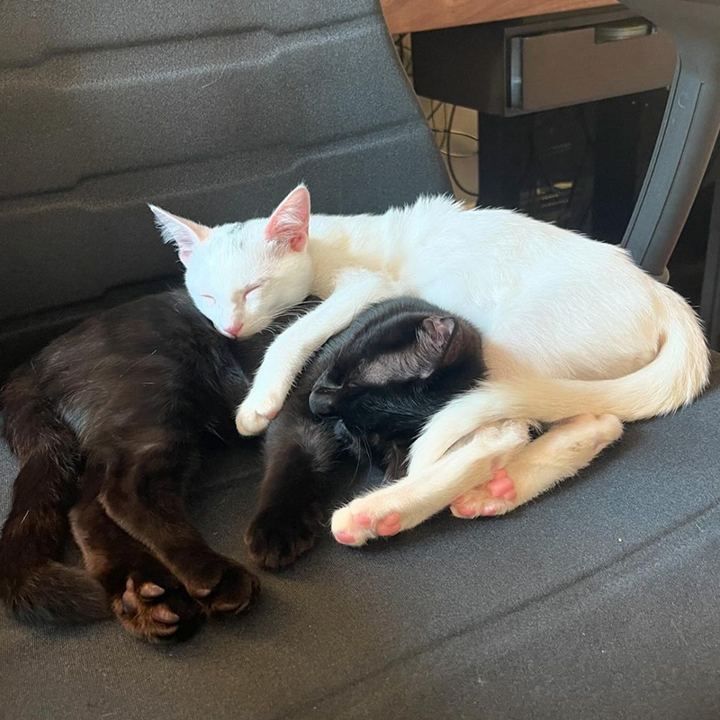 Vanessa Chatterley, black and white kittens, Simon and Wesley, Simon (white) and Wesley (black), Boston, Massachusetts, Author, Adopting pairs, bonded duo, shelter kittens, Adopt two or more, cuddling on a chair