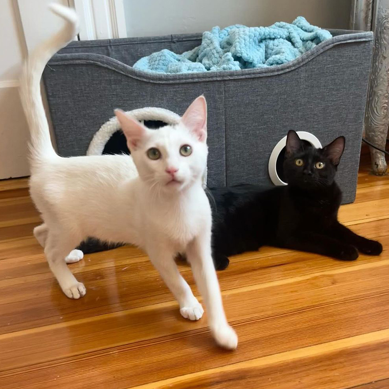 Vanessa Chatterley, kittens, Simon and Wesley, Simon (white) and Wesley (black), Boston, Massachusetts, Author, Adopting pairs, bonded duo, shelter kittens, Adopt two or more, playing together in front of a laundry basket