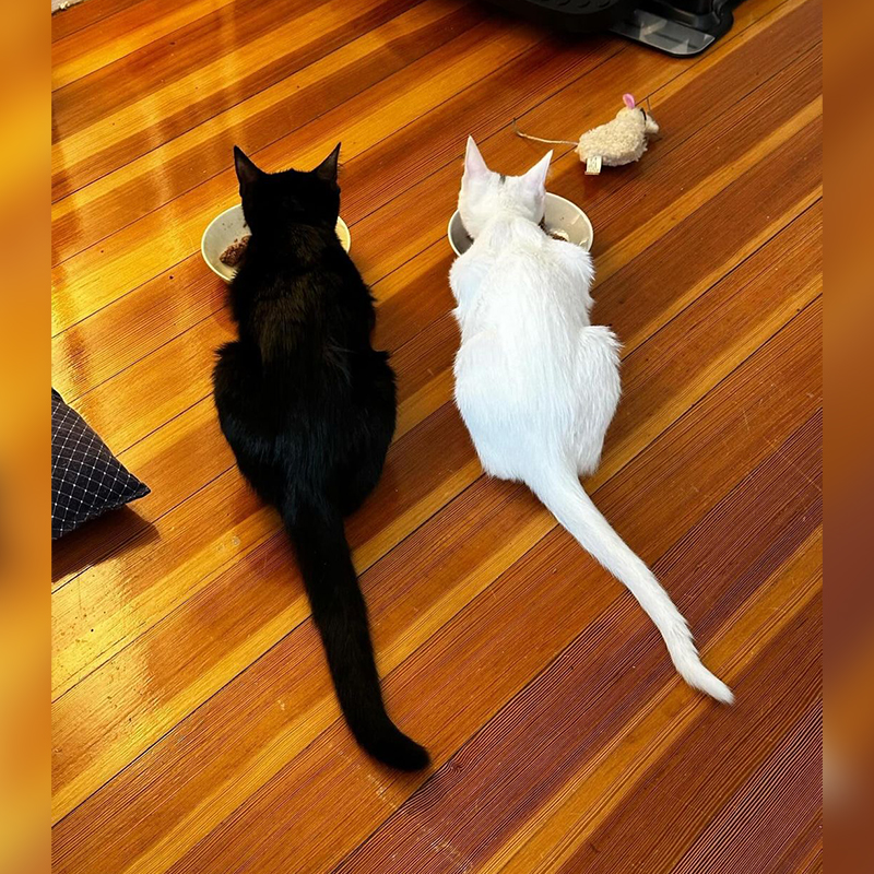 Vanessa Chatterley, kittens, Simon and Wesley, Simon (white) and Wesley (black), Boston, Massachusetts, Author, Adopting pairs, bonded duo, shelter kittens, Adopt two or more, eating together on the wood floor