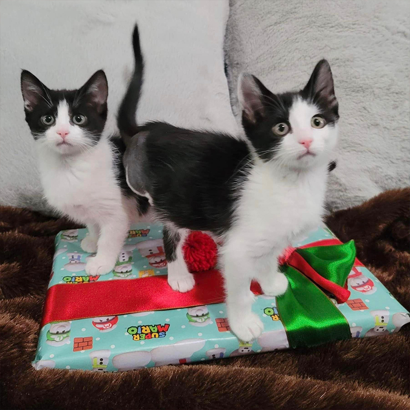 Cute kittens on a present, Love Your Feral Felines, California, Kimmis Kitties