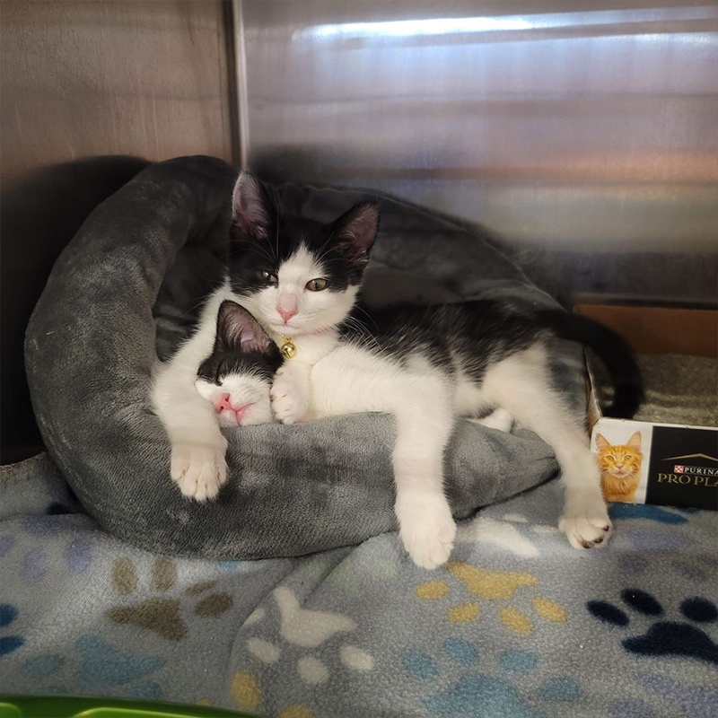 Two cute black and white kittens cuddle, Kimmis Kittens, Love Your Feral Felines, California