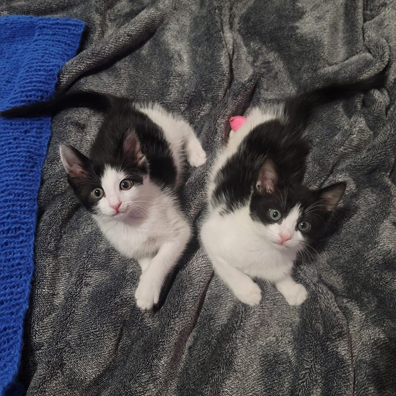 Cute black and white kitttens on a grey blanket