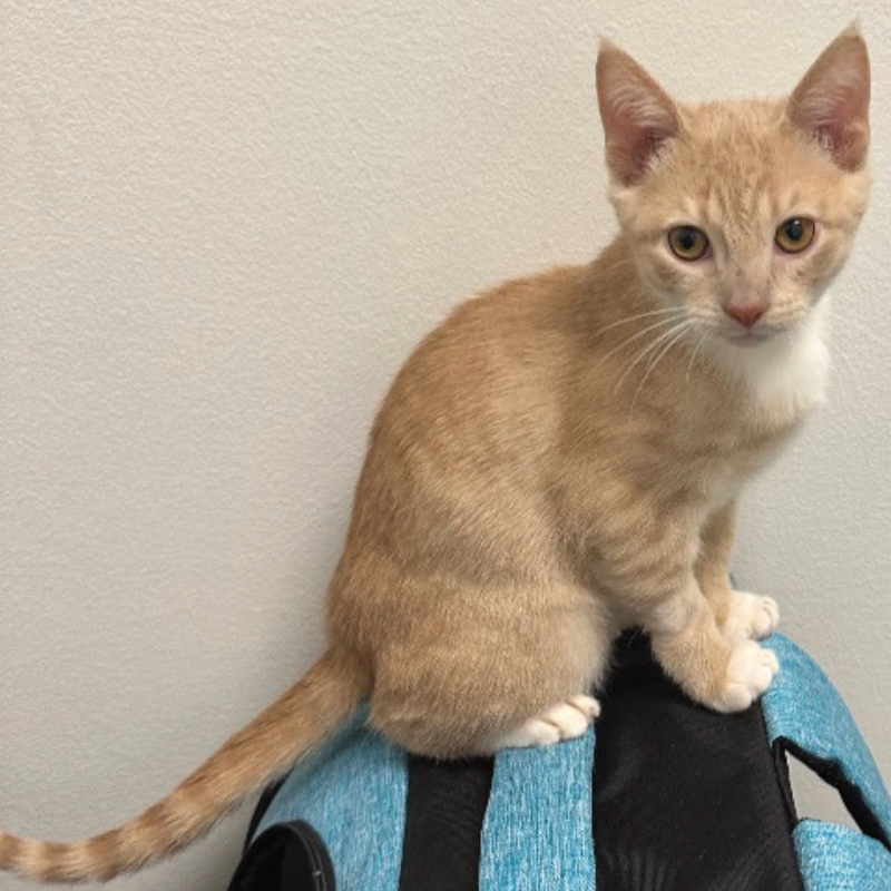 Treasure Chester, Orange Tabby, Rescue, TNR, Adoption