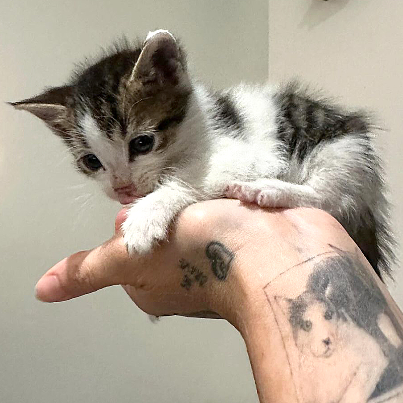 Del Gato Rescue, Los Angeles, Hollywood, Mountain kittens, Consuelo Gonzalez, South Gate Park, six rescued kittens, Bell Gardens, Everest