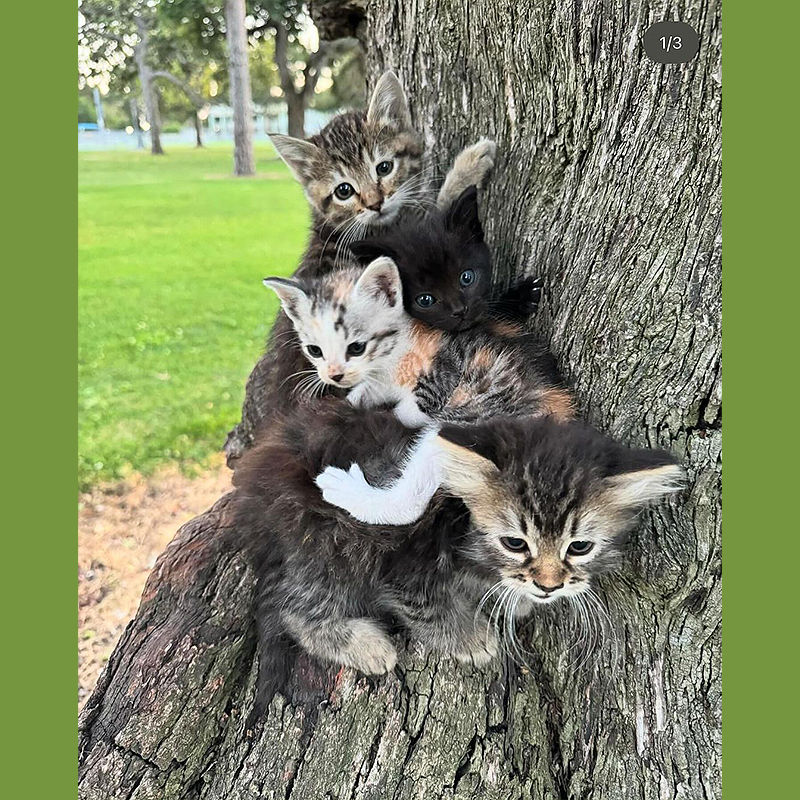 Del Gato Rescue, Los Angeles, Hollywood, Mountain kittens, Consuelo Gonzalez, South Gate Park, six rescued kittens, Bell Gardens, tree