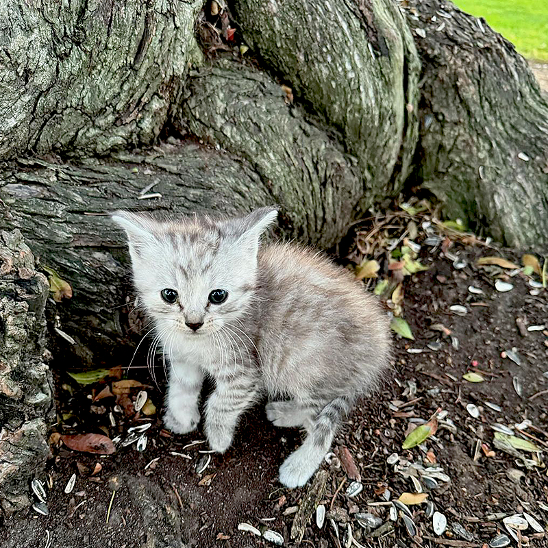 Del Gato Rescue, Los Angeles, Hollywood, Mountain kittens, Consuelo Gonzalez, South Gate Park, six rescued kittens, Bell Gardens, tree 2