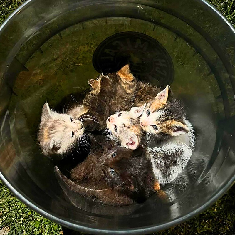 Del Gato Rescue, Los Angeles, Hollywood, Mountain kittens, Consuelo Gonzalez, South Gate Park, six rescued kittens, Bell Gardens, bucket