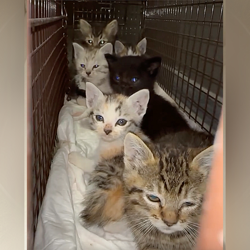 Del Gato Rescue, Los Angeles, Hollywood, Mountain kittens, Consuelo Gonzalez, South Gate Park, six rescued kittens, Bell Gardens, kittens in a crate