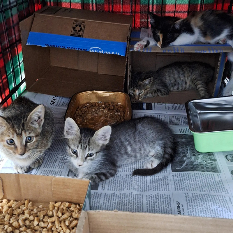 Four nuggets, the cute kittens, tabby and calico