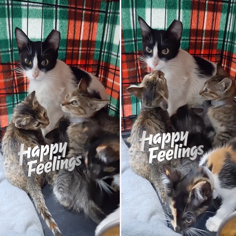 black and white mother cat reunited with her kittens, Fur A Pawsitive Future