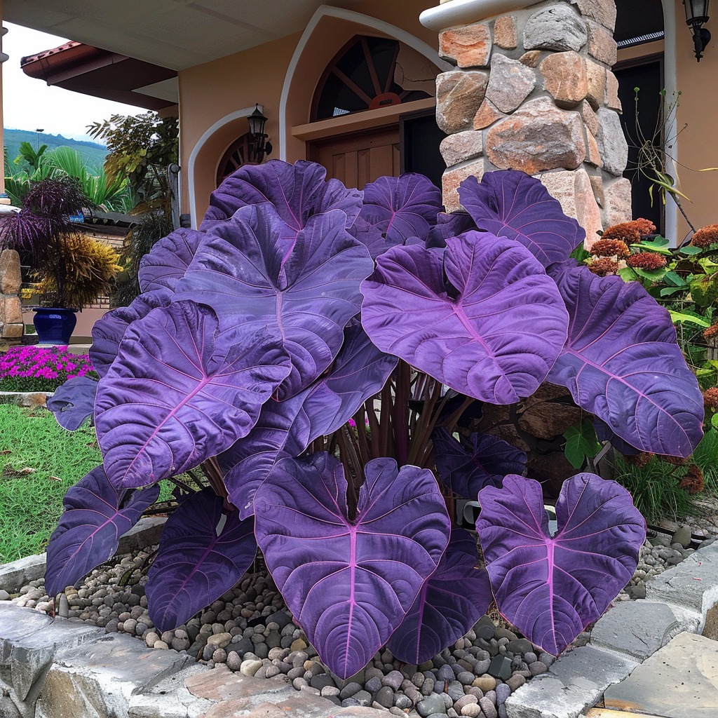 Giant purple Elephant Ear plant in a beautifully landscaped front yard, creating a bold and striking garden feature