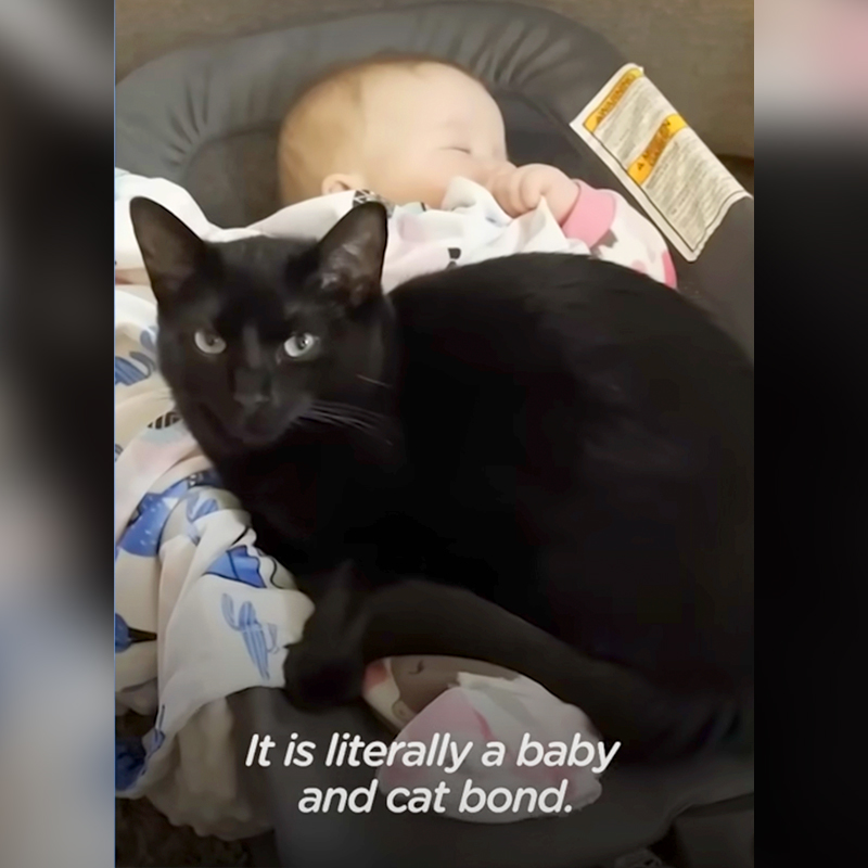 Black cat and baby, 3