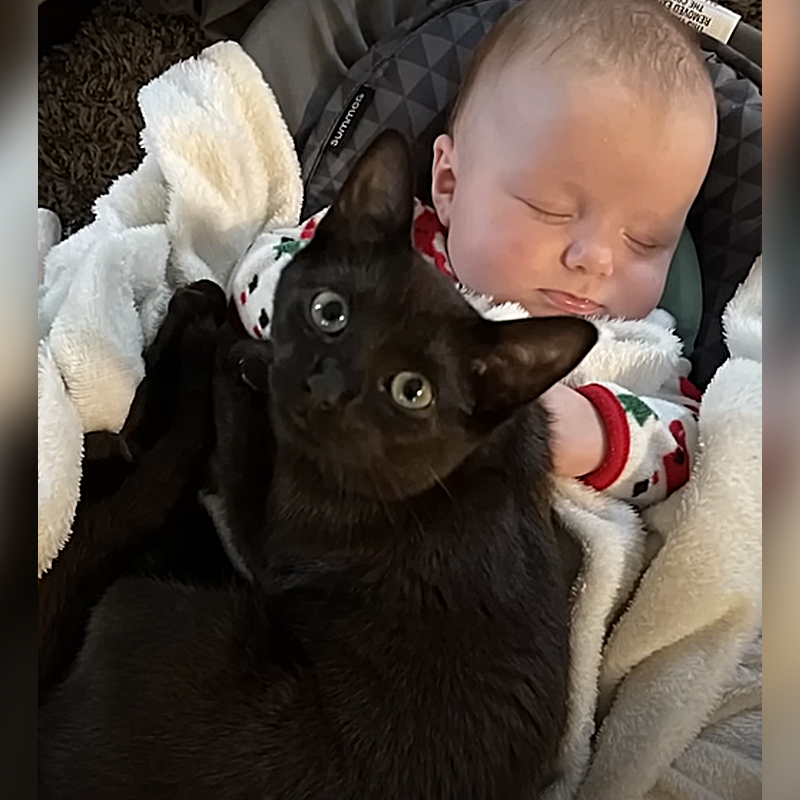 Black cat and baby, 2