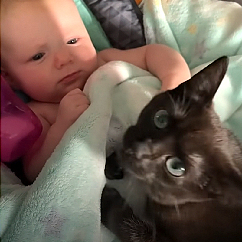 Kelly De Alba, Luna and Kallie, Shelter cat meets baby at shelter, Pierce County Animal Shelter, Washington, Oregon, black kitten bonds with human baby, Black cat loves baby, Black cat in baby nursery, 2