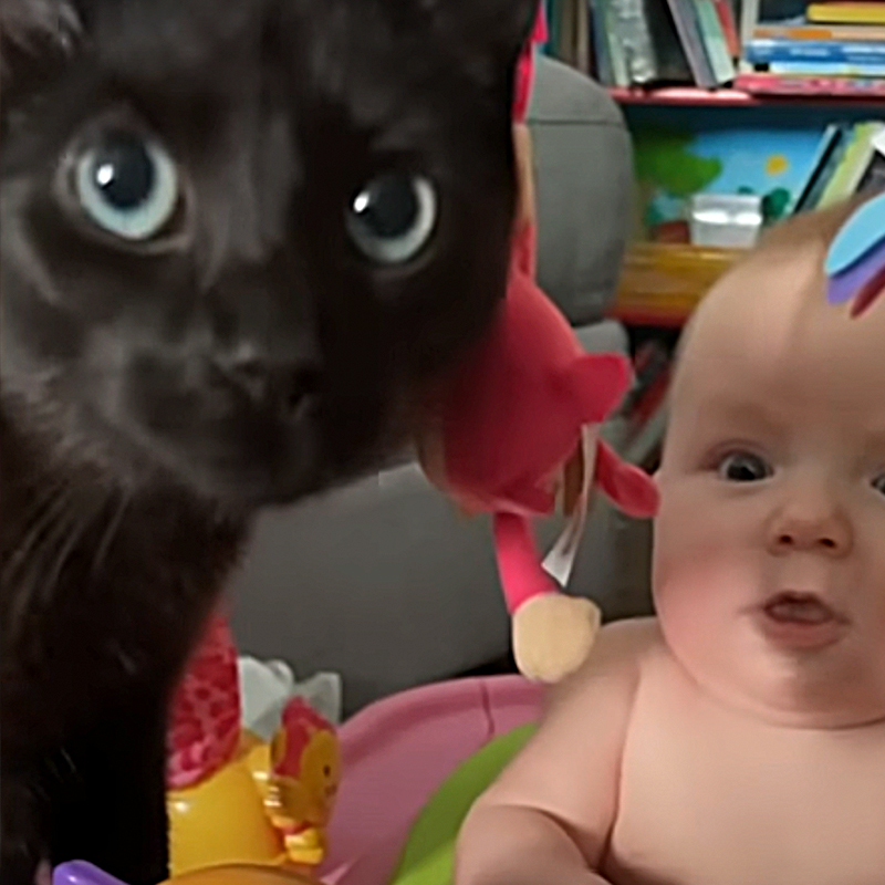 Kelly De Alba, Luna and Kallie, Shelter cat meets baby at shelter, Pierce County Animal Shelter, Washington, Oregon, black kitten bonds with human baby, Black cat loves baby, Black cat in baby nursery, 1