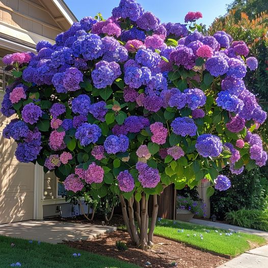 Purple and pink Hydrangea tree in a front yard garden