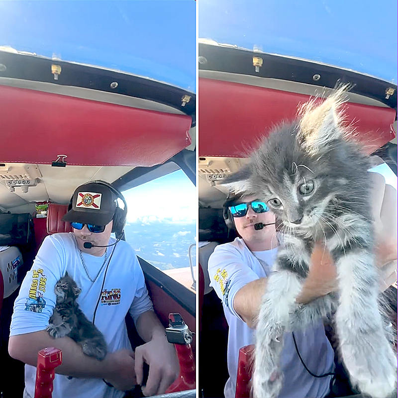 Nick Reyzin, Pilots N Paws, Seminole, Florida, Nick Raisin, Pilot flies kittens, 64 Piper Comanche 250, rescued kittens, airplane, kittens in the skies, transporting rescued animals, volunteer pilots, 2