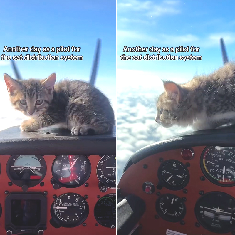 Nick Reyzin, Seminole, Florida, Nick Raisin, man flies kittens, 64 Piper Comanche 250, rescued kittens, airplane, kittens in the skies, transporting rescued animals, volunteer rescuers, kitten in the cockpit