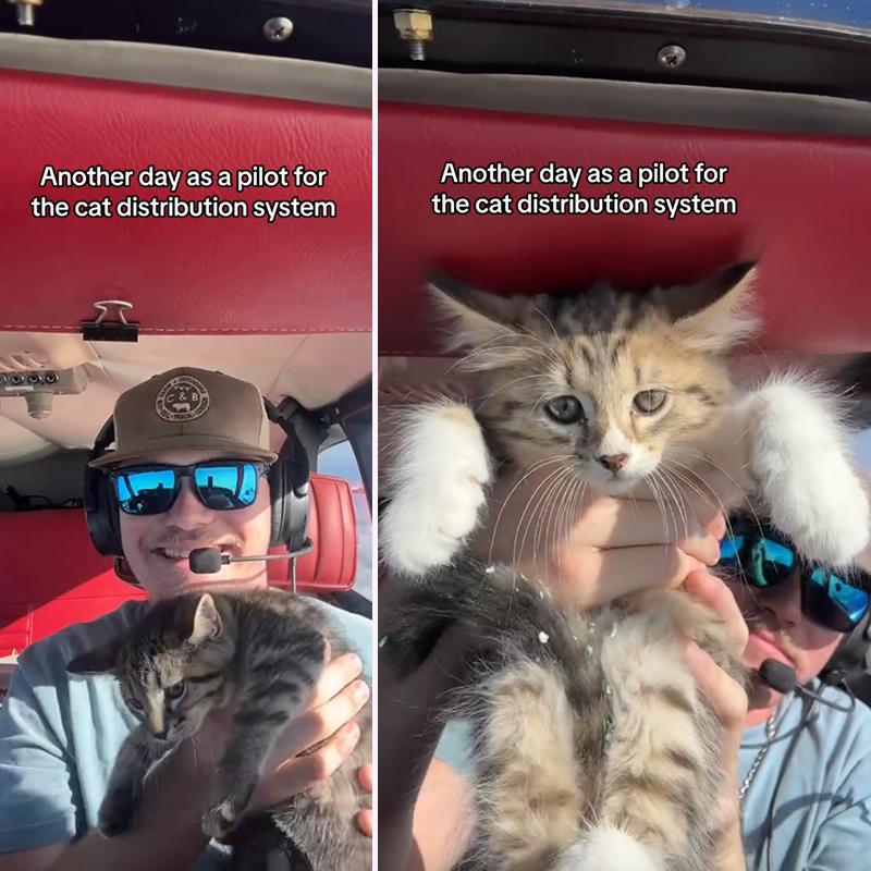 Nick Reyzin, Seminole, Florida, Nick Raisin, man flies kittens, 64 Piper Comanche 250, rescued kittens, airplane, kittens in the skies, transporting rescued animals, volunteer rescuers, pilots holds a fluffy rescued kitten