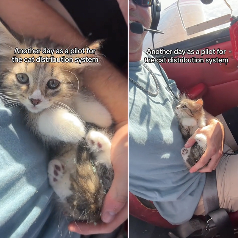 Nick Reyzin, Seminole, Florida, Nick Raisin, man flies kittens, 64 Piper Comanche 250, rescued kittens, airplane, kittens in the skies, transporting rescued animals, volunteer rescuers, pilot cuddles a rescued kitten