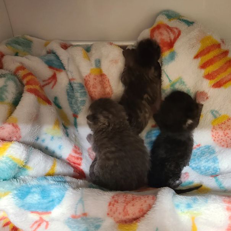 FURRR 911, South Bronx, newborn kittens, bottle babies, hypothermia, tips for saving kittens, 3