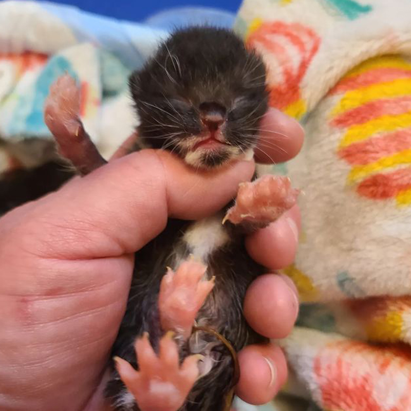 newborn striped kitten in the Bronx, FURRR 911