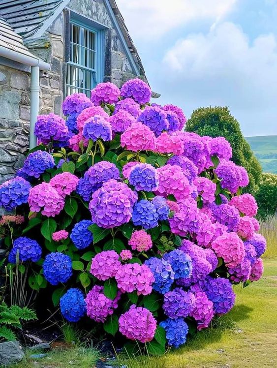 Purple and pink Hydrangea bush next to a stone cottage