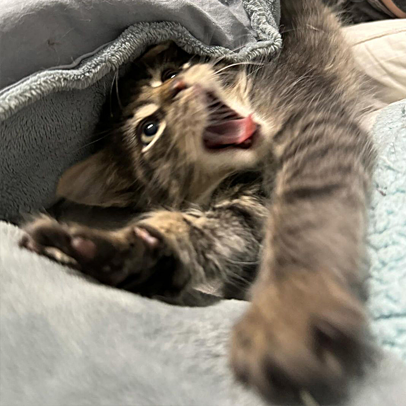 Seymour the kitten unleashes a surprise attack,