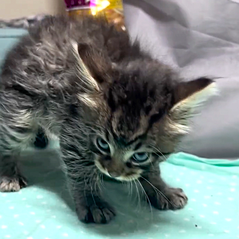 Suddenly Seymour, the kitten arches his back to play with Brittany