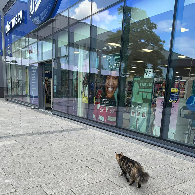 Kitty walks beside a UK Pharmacy chain in Didcot