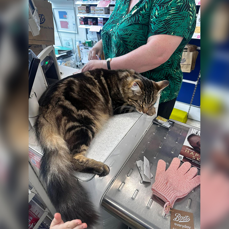 Kitty rests on the checkout at the Pharmacy chain in Didcot