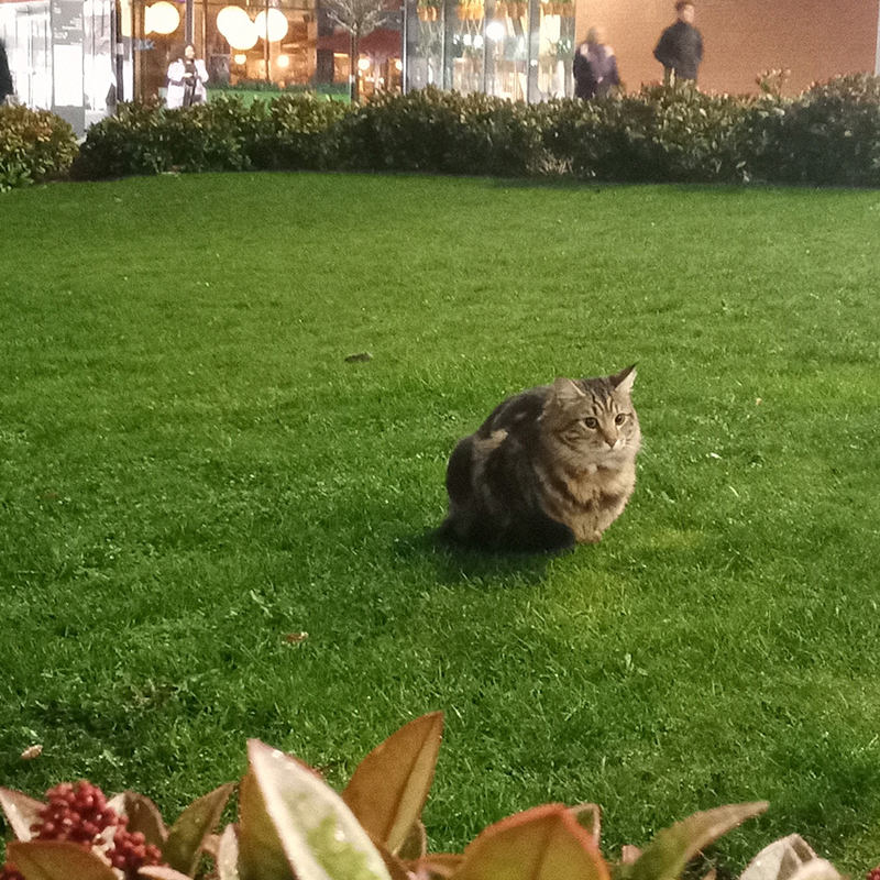 Sainsbury's garage, Willow the cat