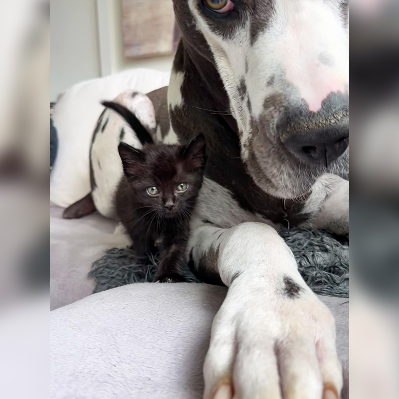 Kansas City, Kansas, Winnie, foster mom for kittens, Danes And Things, Bonnie, Nanny dog, black kittens, black cats, close-up shot