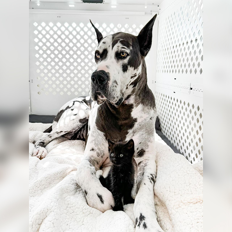 Kansas City, Kansas, Winnie, Great Dane, foster mom for kittens, Danes And Things, Bonnie, Nanny dog, black kittens, black cats, 3